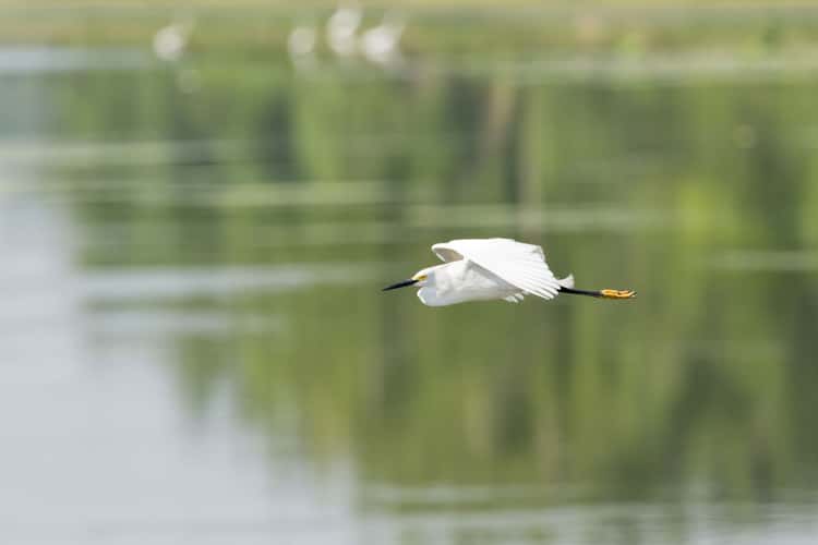 Horseshoe Lake State Park, IL