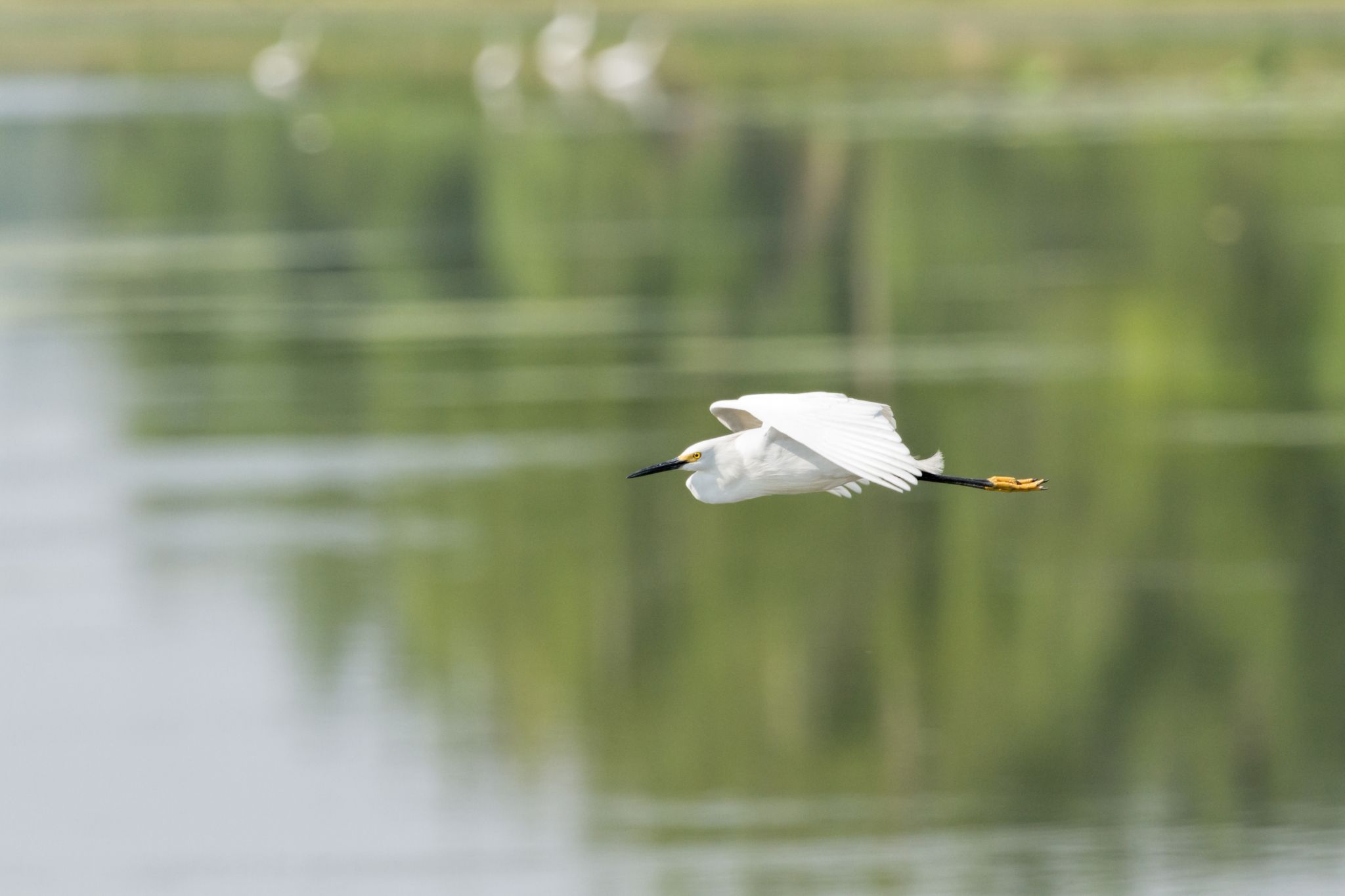 Horseshoe Lake State Park, IL, USA