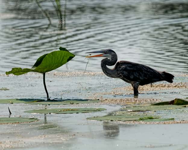 Horseshoe Lake State Park, IL