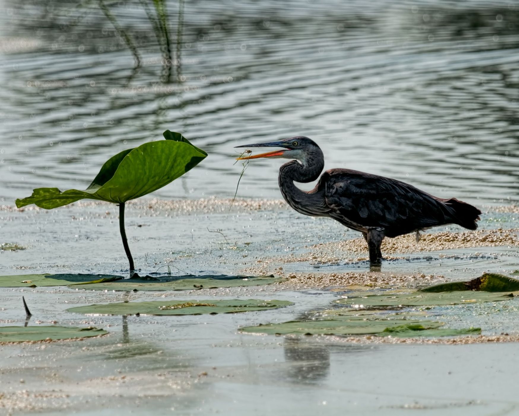 Horseshoe Lake State Park, IL, USA