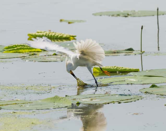 Horseshoe Lake State Park, IL