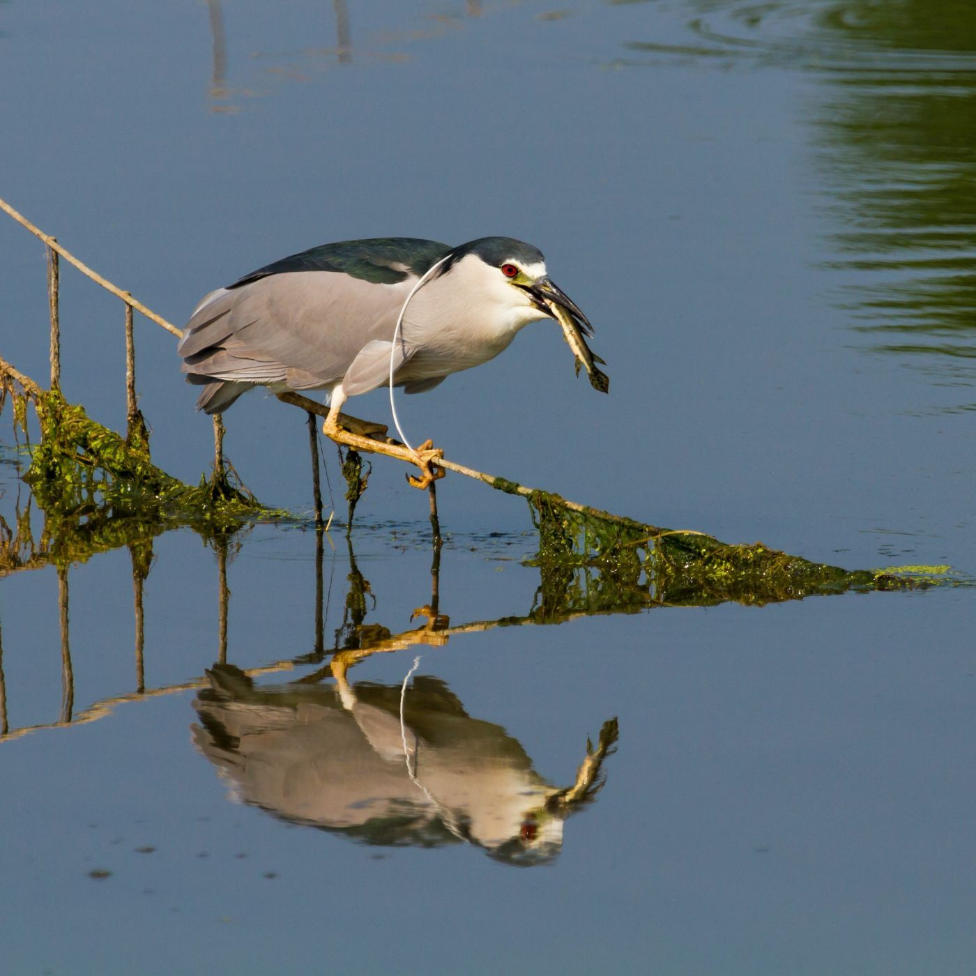 Horseshoe Lake State Park, IL, USA