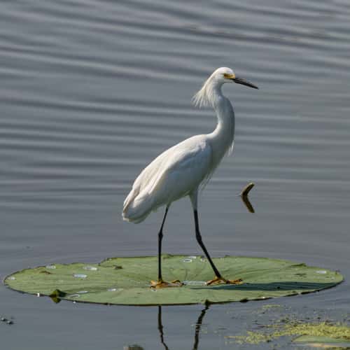 Horseshoe Lake State Park, IL