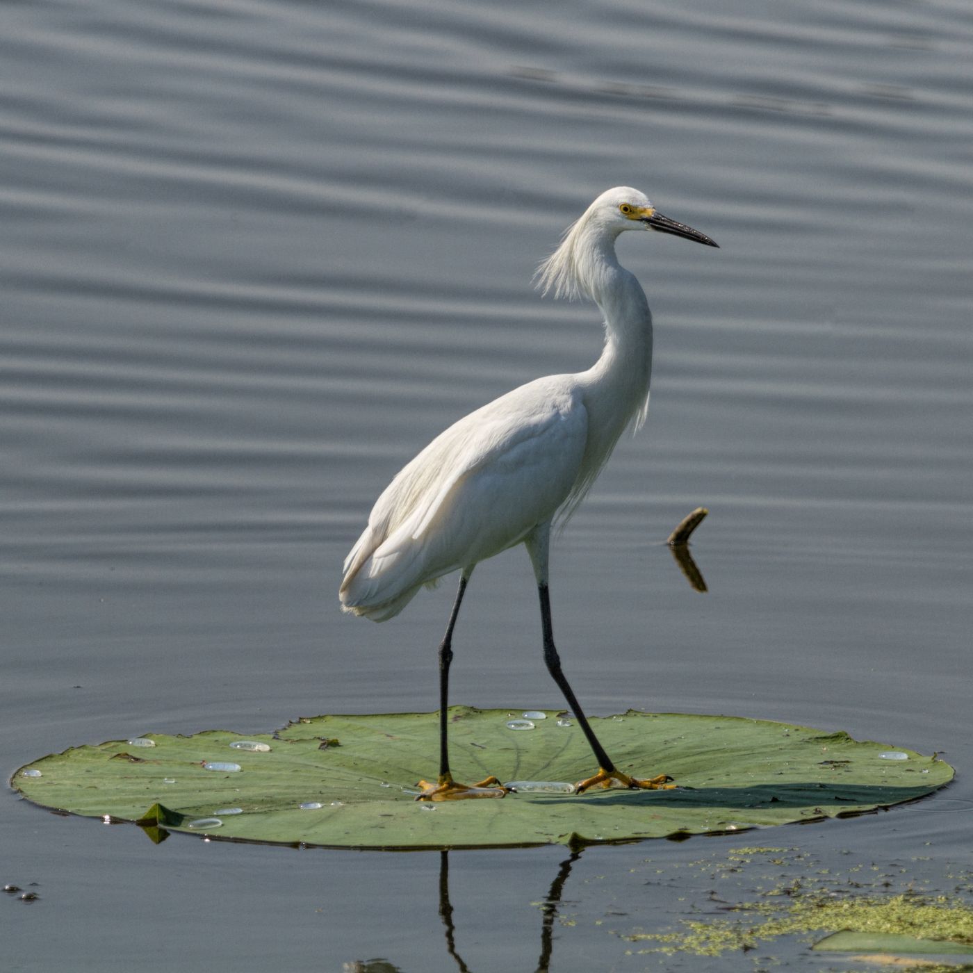 Horseshoe Lake State Park, IL, USA