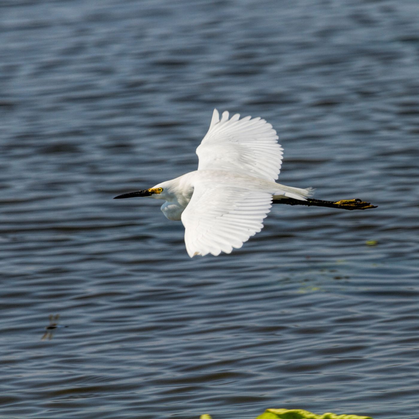 Horseshoe Lake State Park, IL, USA