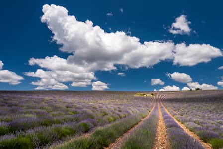 Infinity Lavender