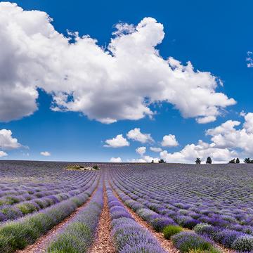 Infinity Lavender, France