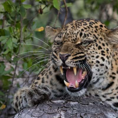 Kruger National Park, South Africa, South Africa