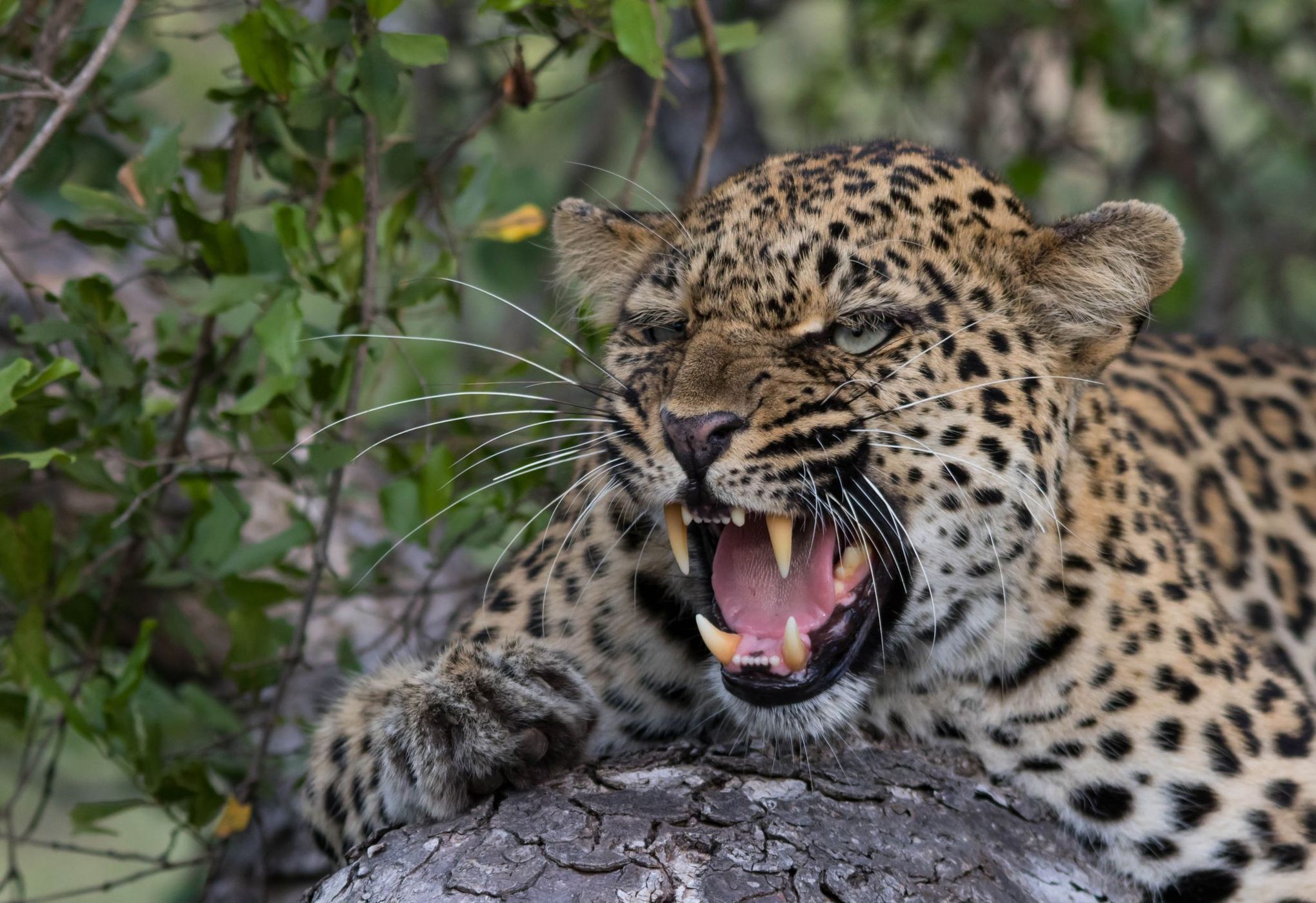 Kruger National Park, South Africa, South Africa