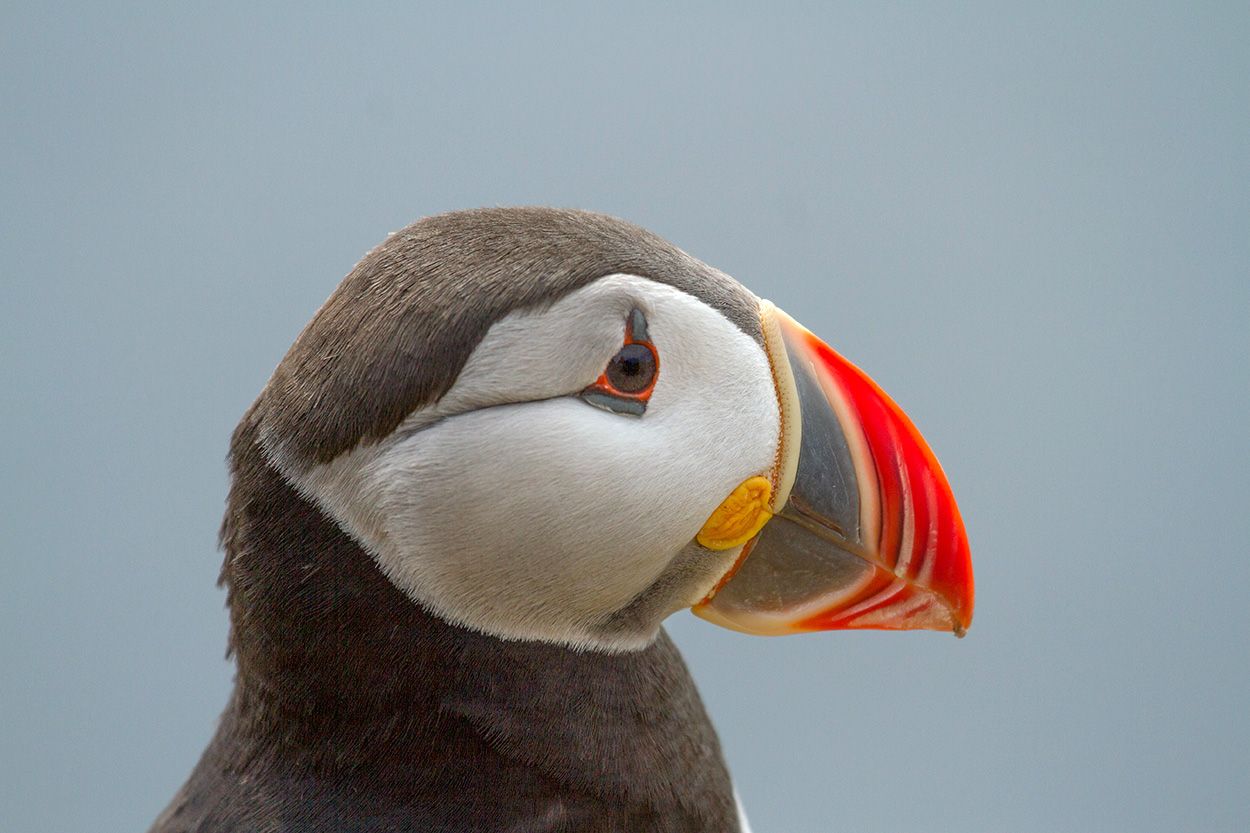 Puffin, Iceland