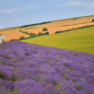 Lavanda di Maria, Romania