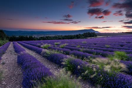 Lavender and Mont Ventoux