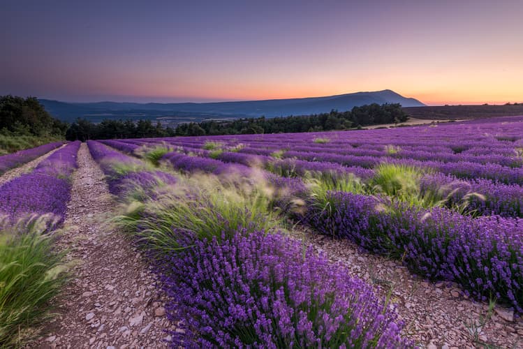 Lavender and Mont Ventoux