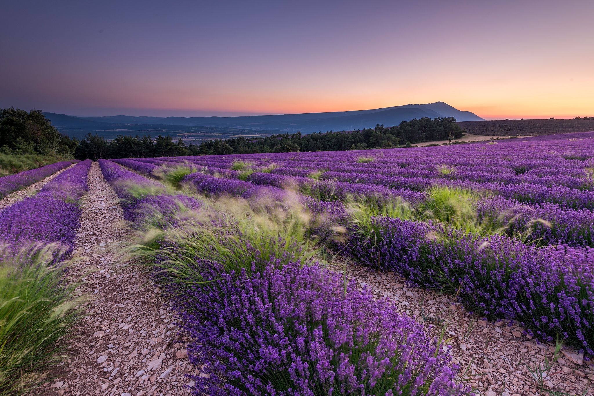 Lavender and Mont Ventoux, France