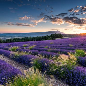 Lavender and Mont Ventoux, France