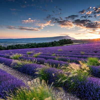 Lavender and Mont Ventoux, France