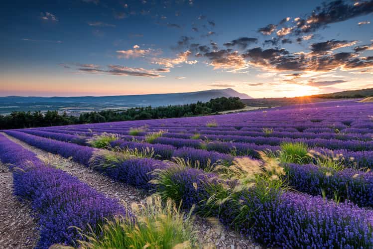 Lavender and Mont Ventoux