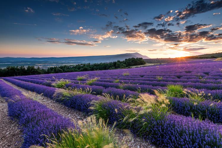 Lavender and Mont Ventoux