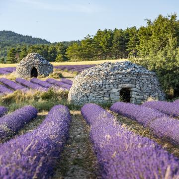 Les Bories in the lavender, France