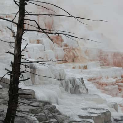 Mammoth hot springs, lower Terrace, USA