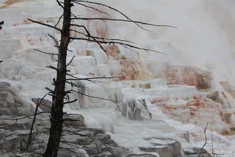 Mammoth hot springs, lower Terrace
