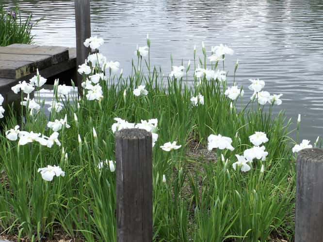 Missouri Botanical Gardens