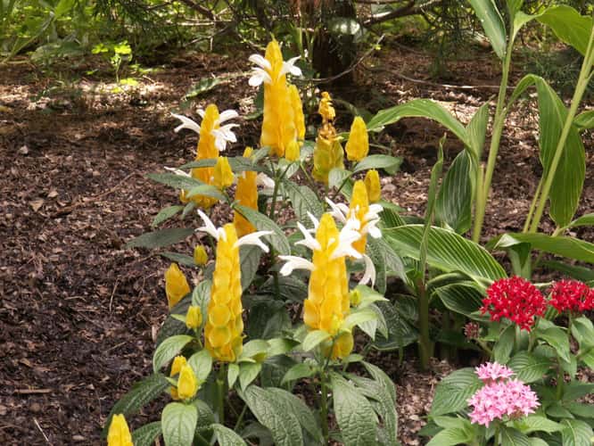 Missouri Botanical Gardens