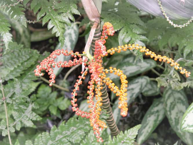 Missouri Botanical Gardens