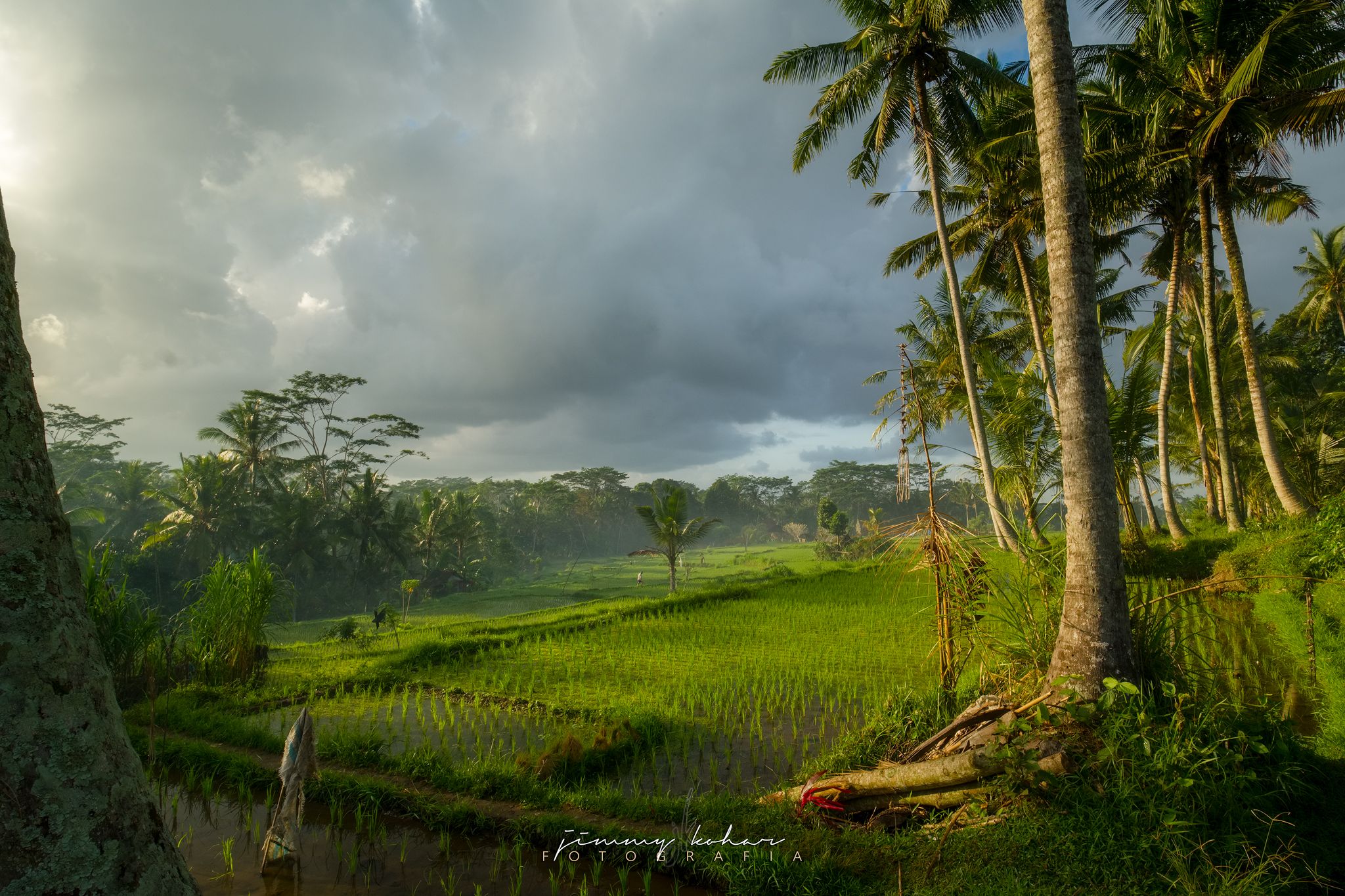 Morning Rays at Susut Rice Terrace, Bali, Indonesia