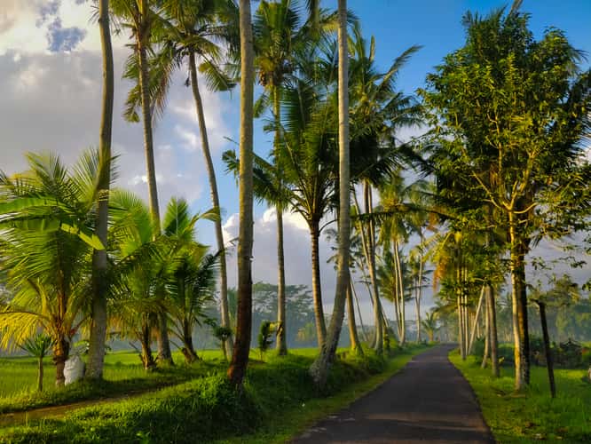 Morning Rays at Susut Rice Terrace, Bali