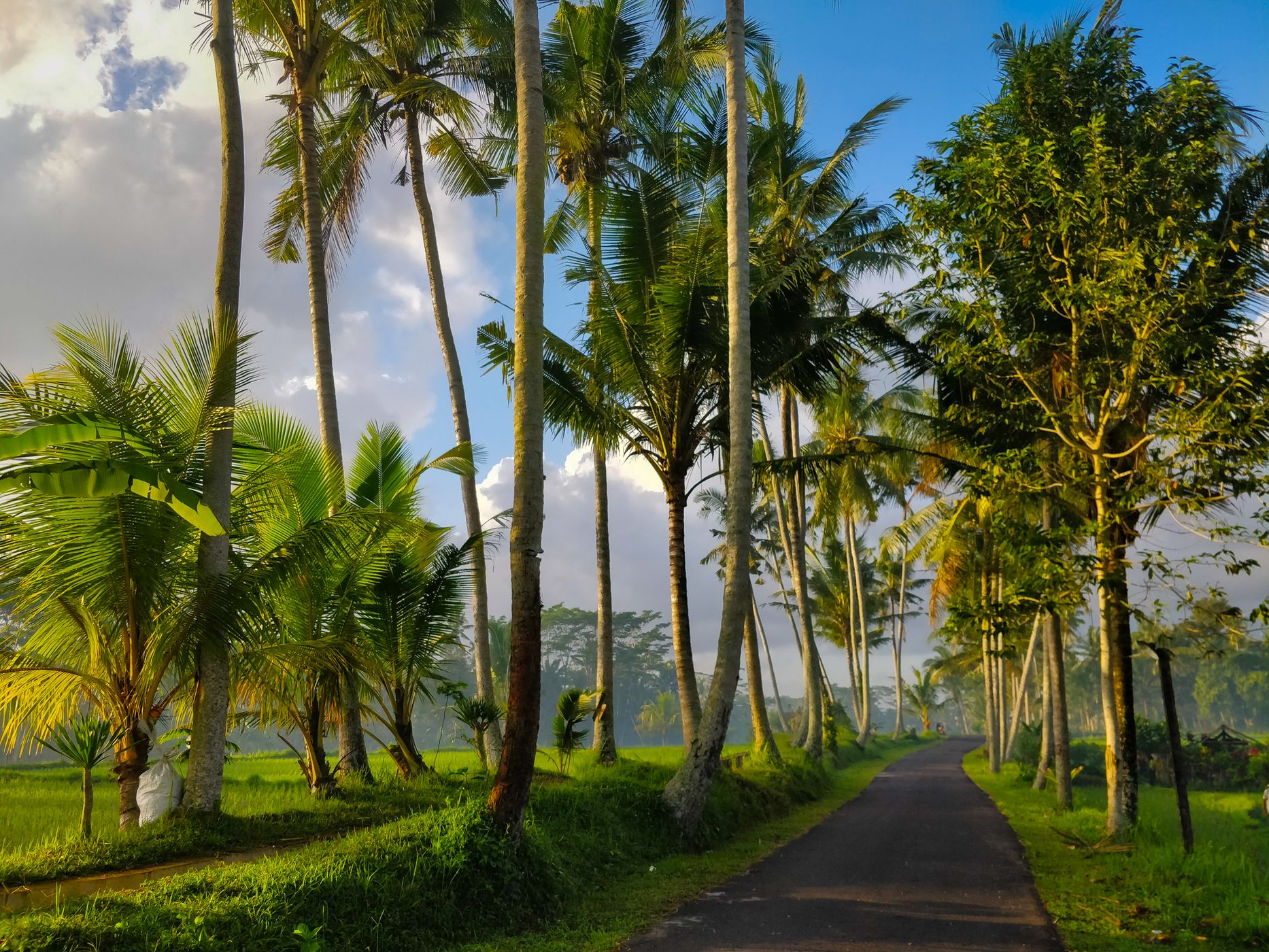 Morning Rays at Susut Rice Terrace, Bali, Indonesia