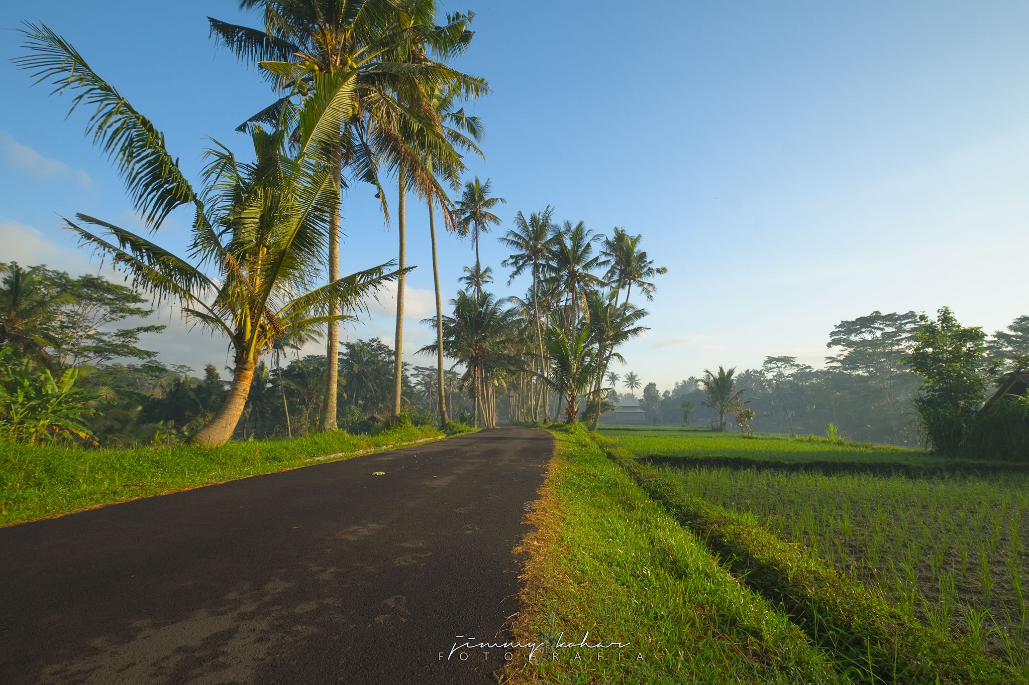 Morning Rays at Susut Rice Terrace, Bali, Indonesia