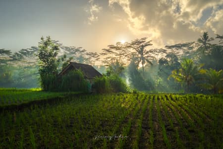 Morning Rays at Susut Rice Terrace, Bali