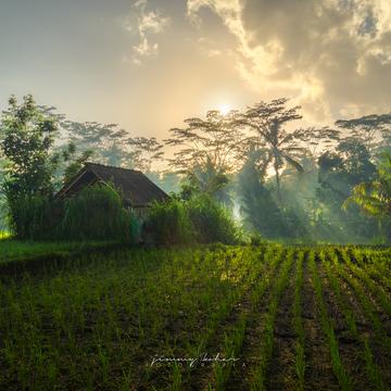Morning Rays at Susut Rice Terrace, Bali, Indonesia