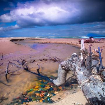 Old Bar Beach Log NSW North Coast, Australia