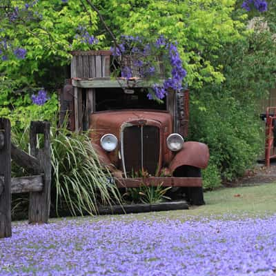 Old Truck Jacaranda flower carpet Freeman's Reach, Australia