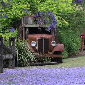 Old Truck Jacaranda flower carpet Freeman's Reach, Australia