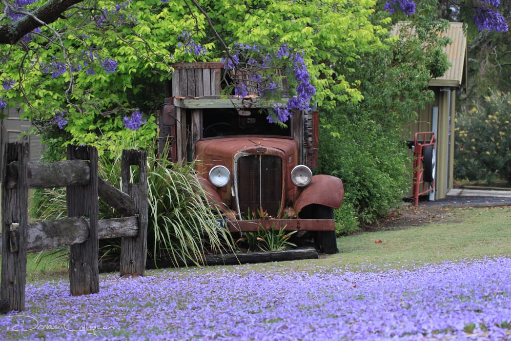 Old Truck Jacaranda flower carpet Freeman's Reach, Australia