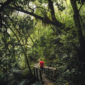 Pohuehue Falls Path, New Zealand