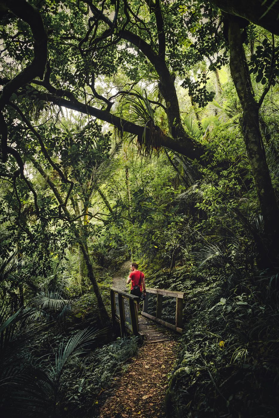 Pohuehue Falls Path, New Zealand