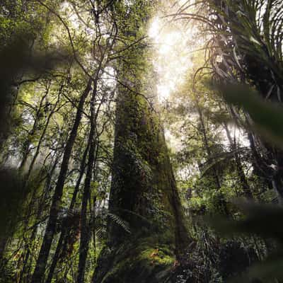 Puketi Forest, New Zealand