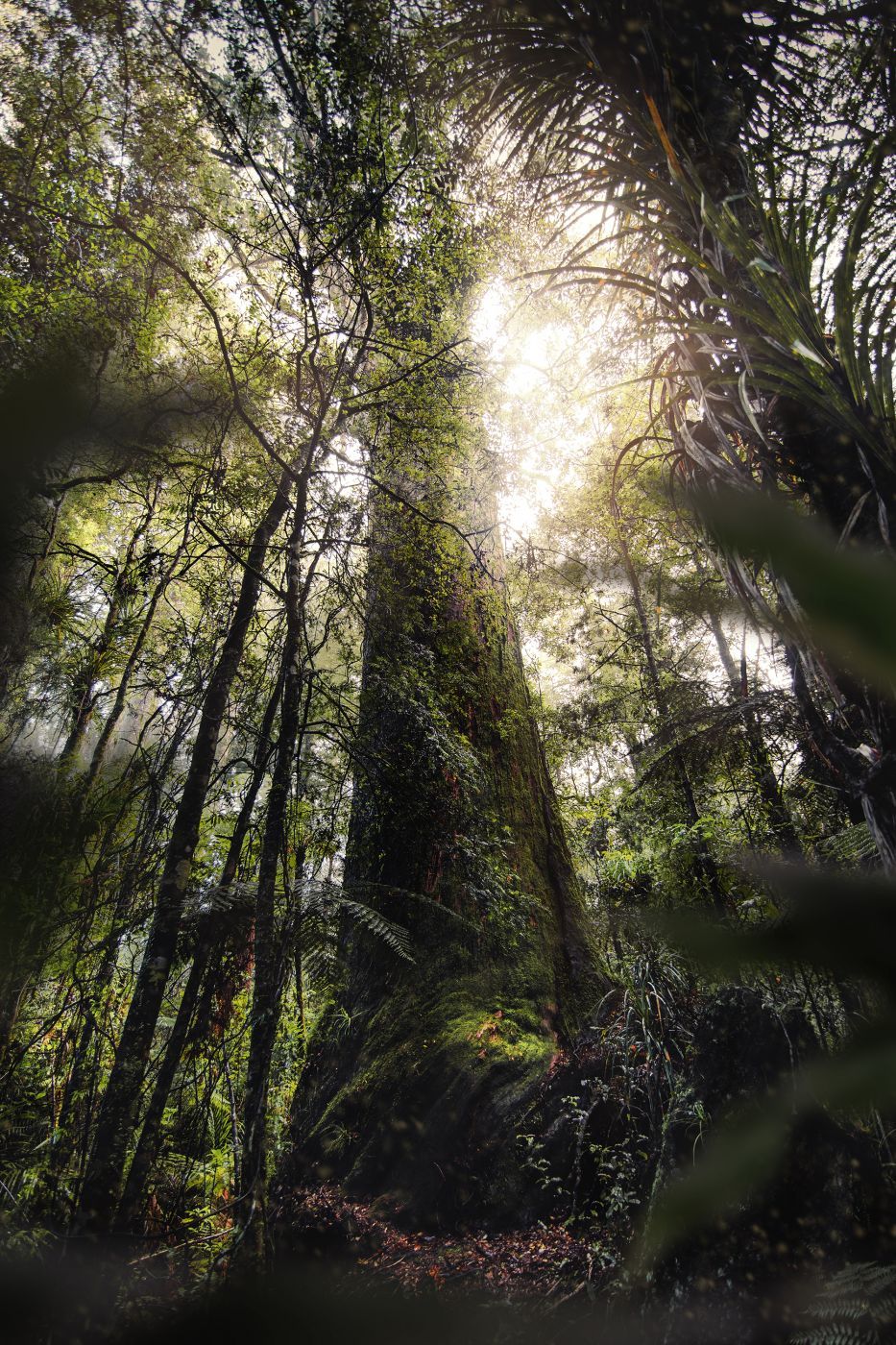 Puketi Forest, New Zealand