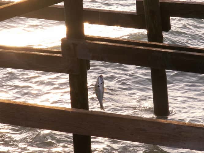 San Clemente Pier