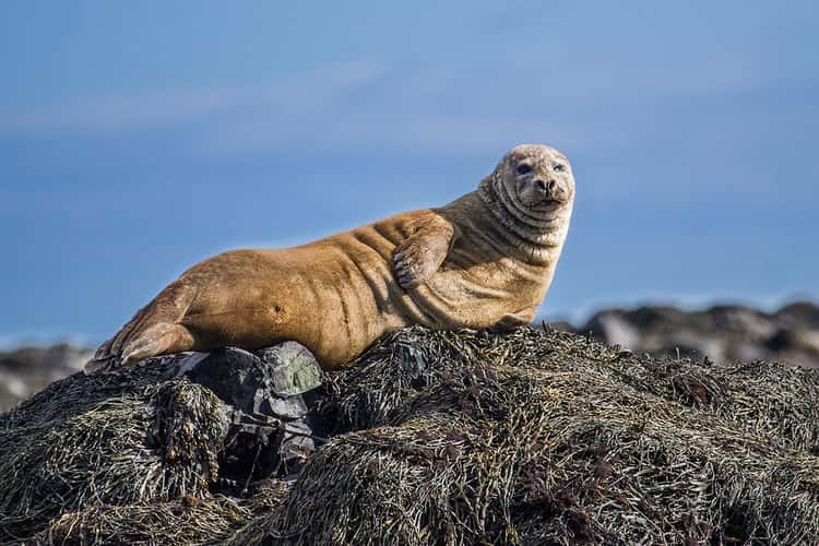 Seal at Ytri Tunga