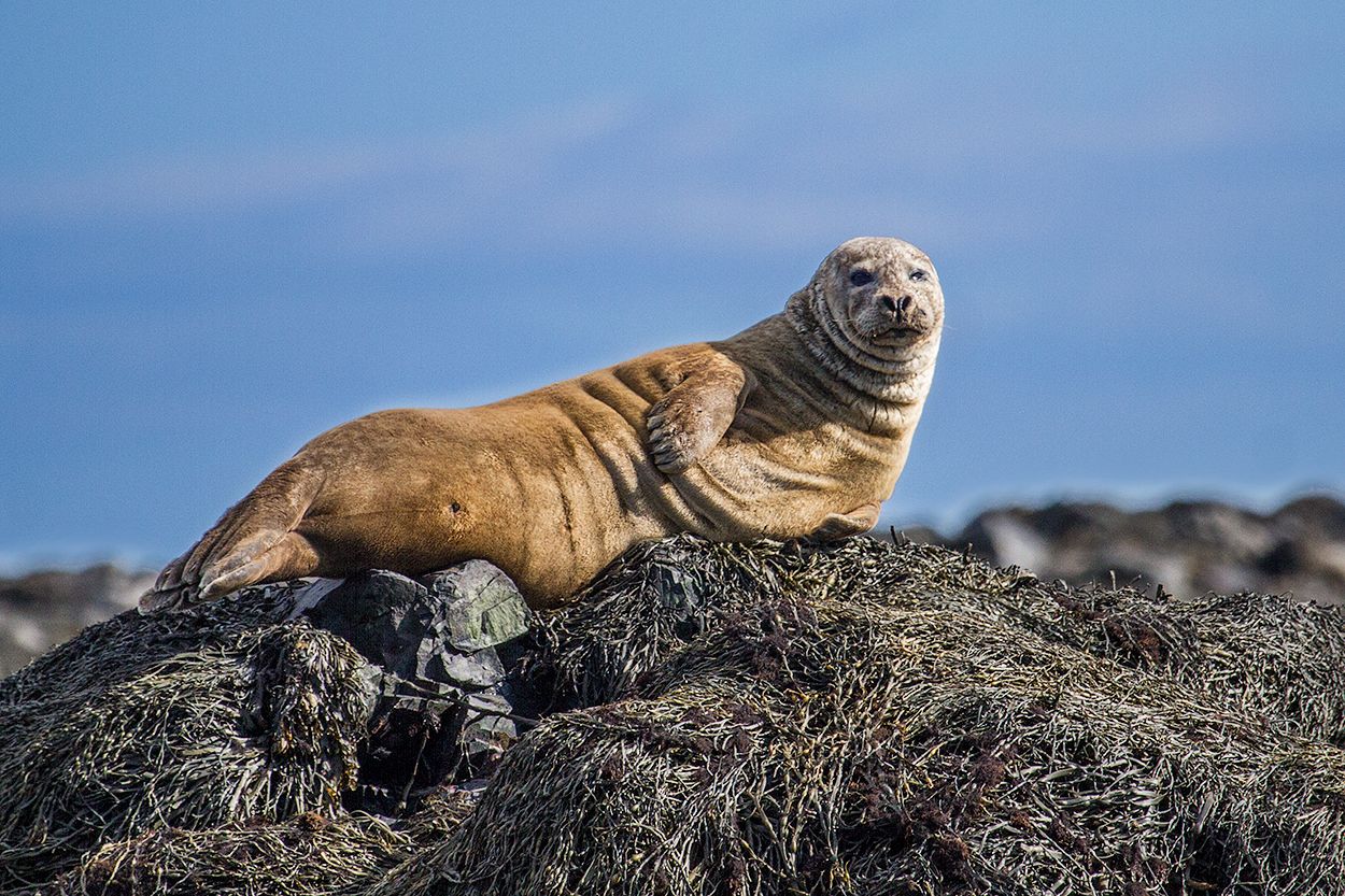 Seal at Ytri Tunga, Iceland