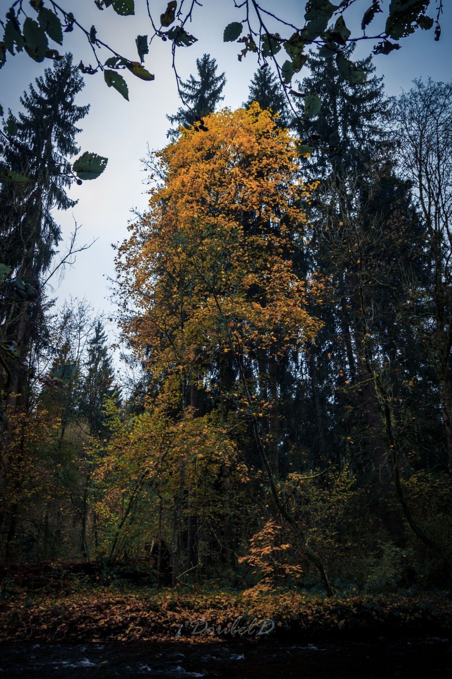 Spot's along the Wutachschlucht, Germany