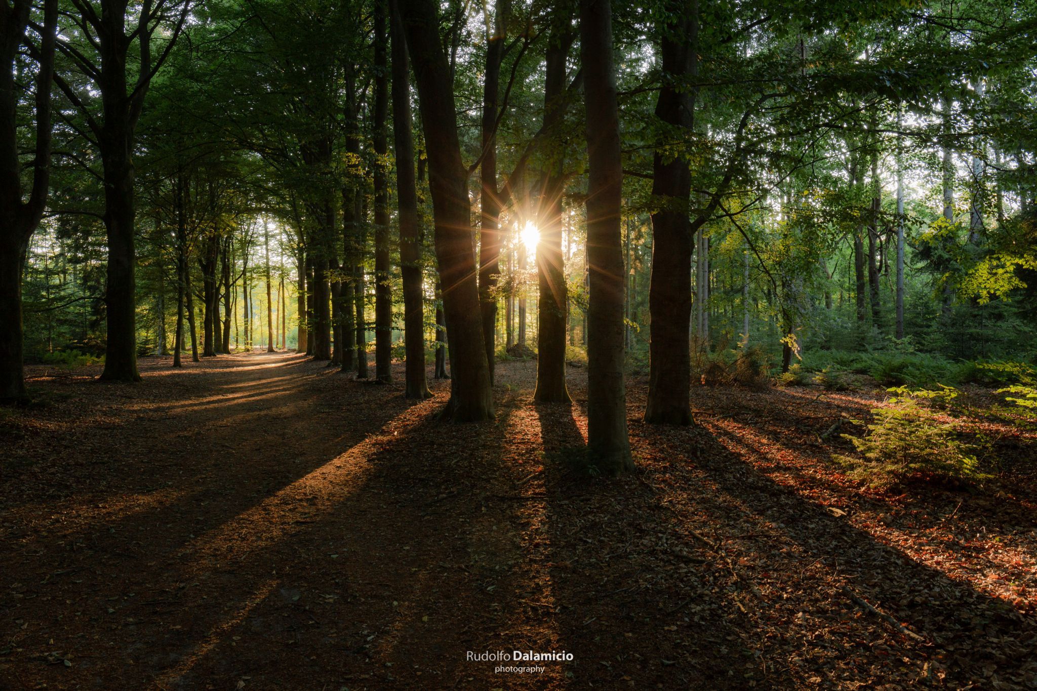 Sterrenbos | Starforest, Netherlands