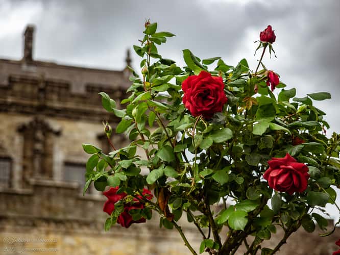 Stirling Castle