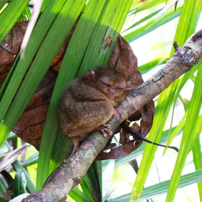 Tarsier Park, Bohol, Philippines, Philippines