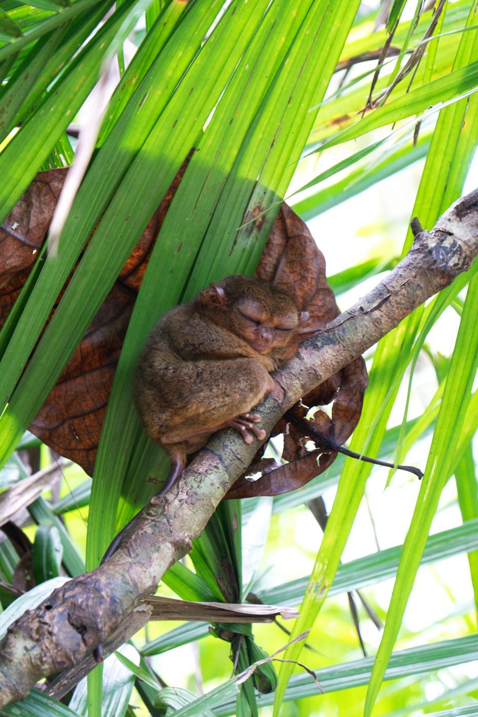 Tarsier Sanctuary, Bohol, Philippines